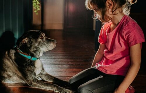 강아지 수명연장