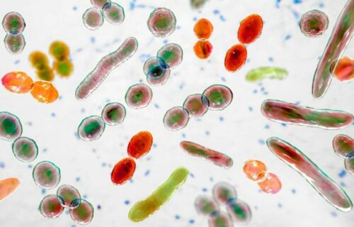 마이크로바이옴