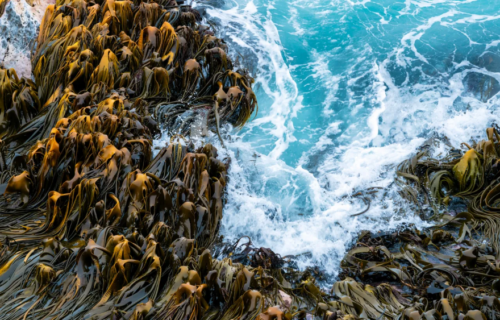 탄소 제거를 위한 해조류 양식의 허와 실