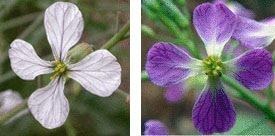 white flower and a purple flower