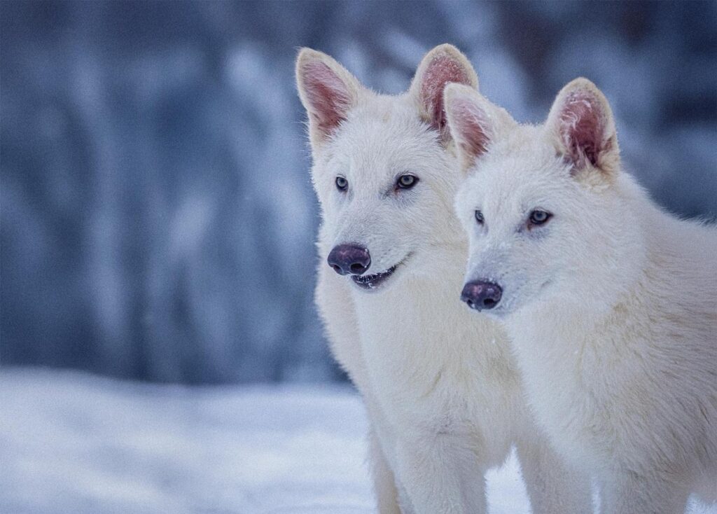 Two dire wolves are seen at 3 months old.