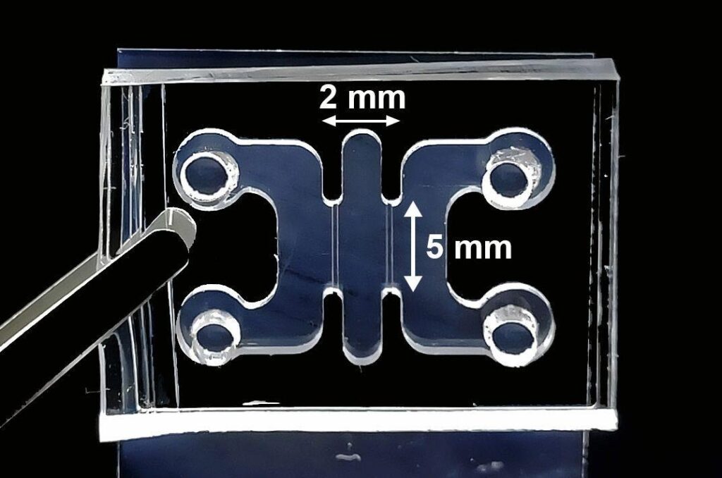 a microfluidic chip with channel measurements marked in mm