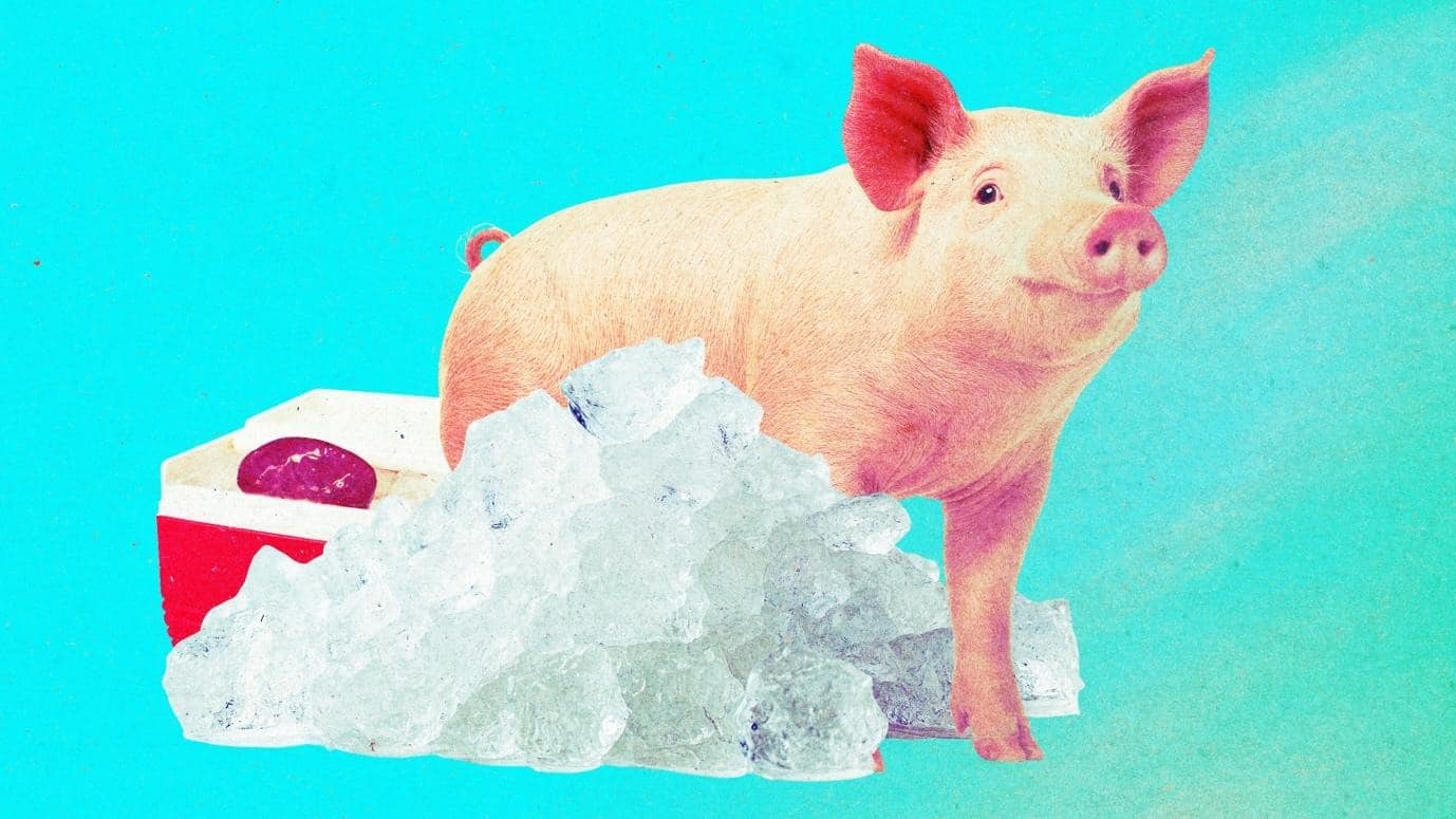 Pig Kidneys Restored After a Year in Deep Freeze, University of Minnesota Reports